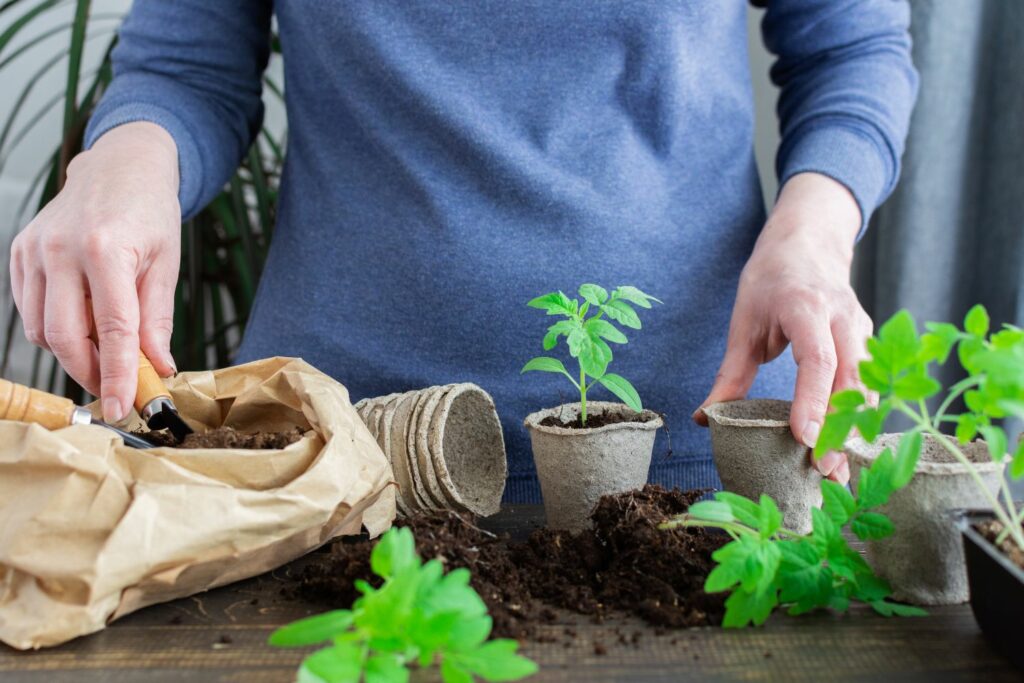 when to transplant tomato seedlings