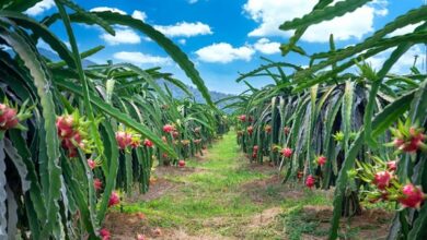 dragon fruit in pakistan