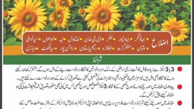 پیداواری مقابلہ برائے سورج مکھی