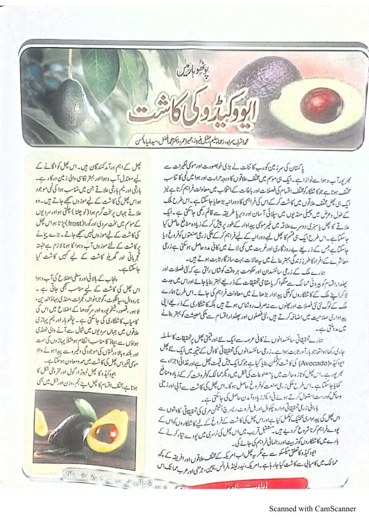 Avocado in Pakistan