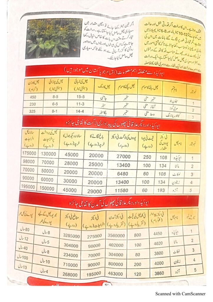 Avocado in Pakistan