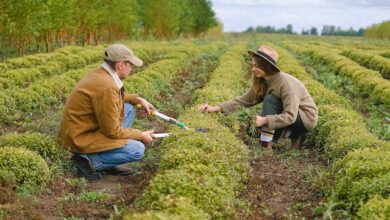 Agriculture Jobs in Pakistan