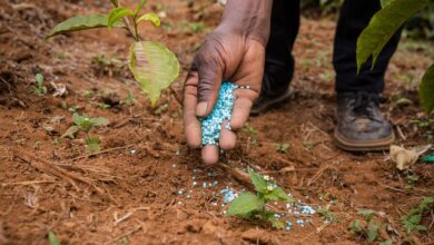Fertilizer Companies in Pakistan