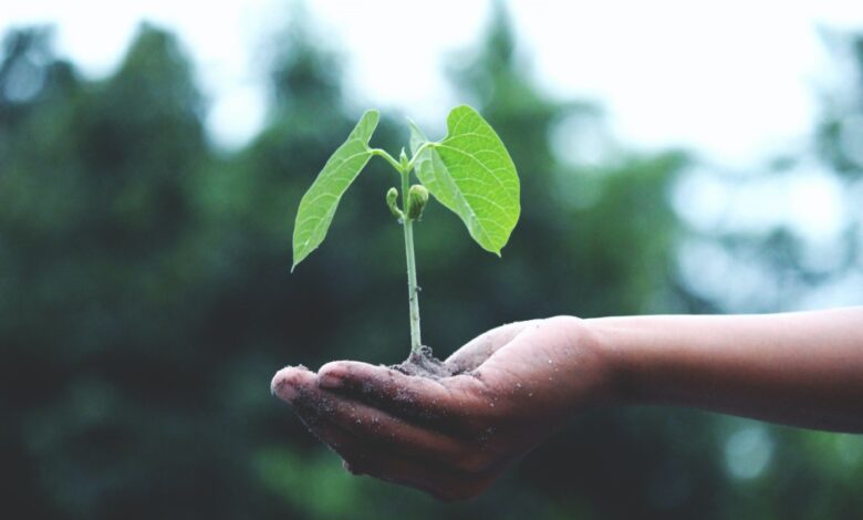 Taking Care of Garden