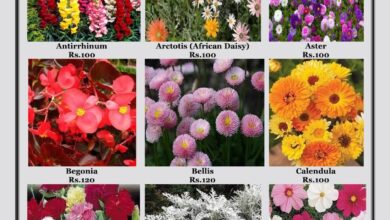 Buy Winter Flower Seeds