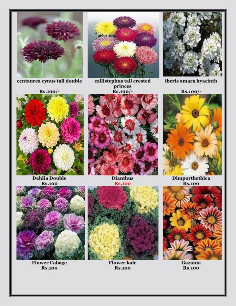 Buy Winter Flower Seeds