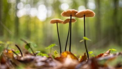 Magic Mushrooms Online