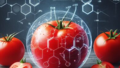 Why Tomatoes Turn Red