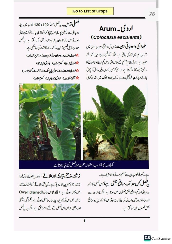 Colocasia in Urdu