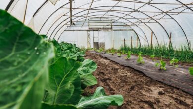 ETFE Greenhouse Film