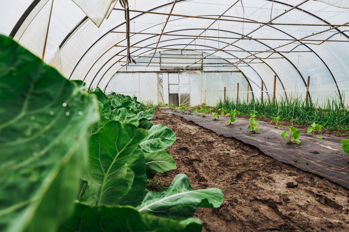 10 Innovative Ways to Utilize ETFE Greenhouse Film in Gardening ...