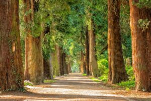 Tree Spacing Calculator – Calculate Trees per Acre