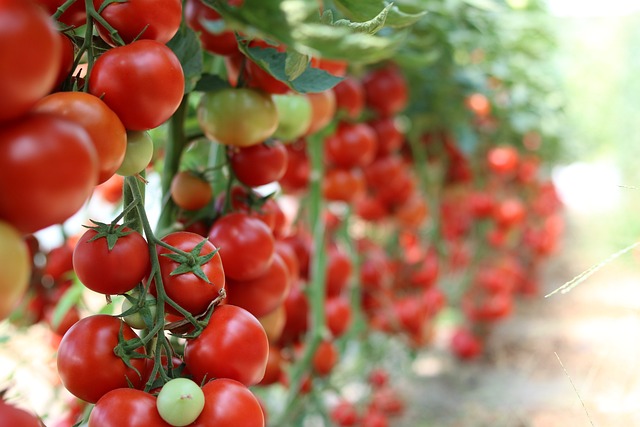 Your Tomatoes