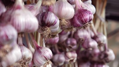 Purple Garlic