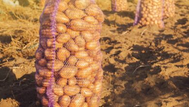 Potato Mesh Bags