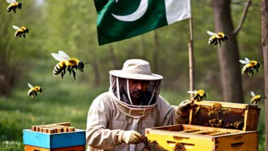 Beekeeping in Pakistan