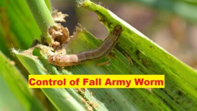 Fall Army Worm