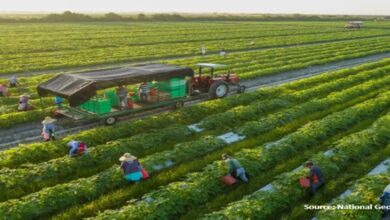 POST-HARVEST TREATMENT