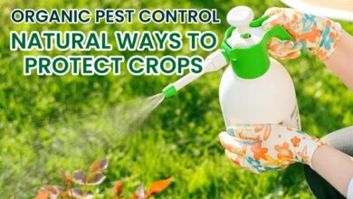 Organic Pest Control