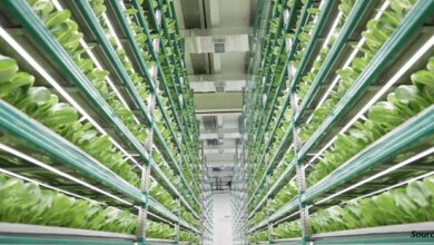 Vertical Farming