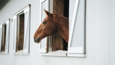 Steel Barns