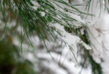 Plants Covered During a Freeze
