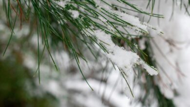 Plants Covered During a Freeze