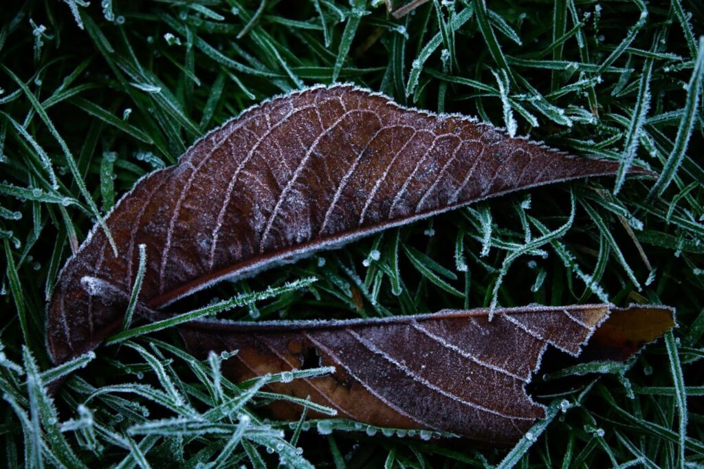 Plants Covered During a Freeze