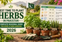 Best Time to Plant Herbs in Pakistan