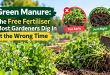 green manure