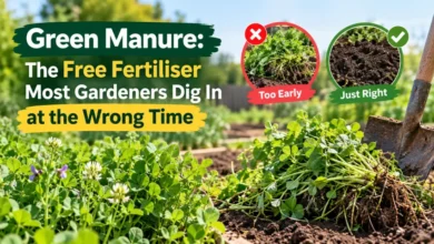 green manure