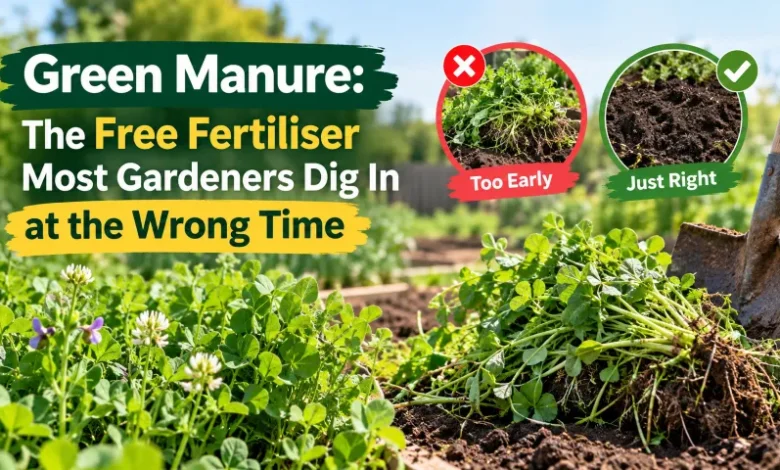 green manure