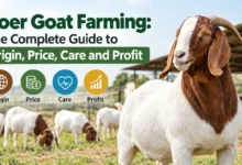 Boer Goat