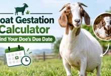 Goat Gestation Calculator