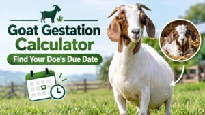 Goat Gestation Calculator: Find Your Doe’s Due Date