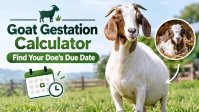 Goat Gestation Calculator