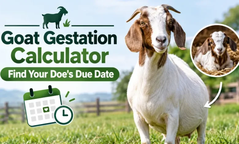 Goat Gestation Calculator